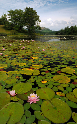 Little Long Pond and Waterlillies