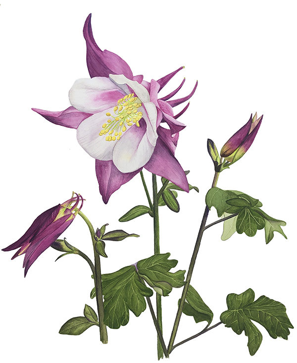 columbine_watercolor